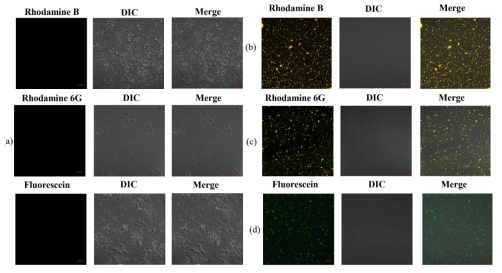 Confocal microscopy images of Raspberry silica nanoparticle (a) Control S, (b) RSB, (c) RS6G and (d) RSF samples