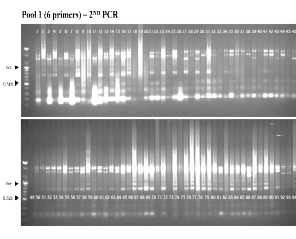 Pool 1의 2차 PCR 결과