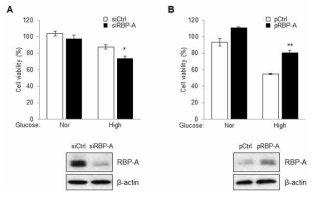 고농도 포도당에서의 RNA결합단백질인자의 기능