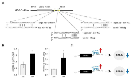 RBP-B mRNA 발현 조절 후보 miRNAs