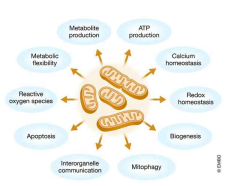 미토콘드리아 다이나믹스 기능[3]