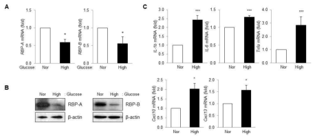 고농도 포도당 처리에 따른 RBP 및 세포성 염증 싸이토카인인자 발현 변화