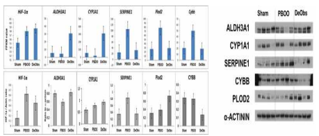 Validation of protein expression levels by Western blot analyses with the specific antibodies compared with expression levels determined by RNAseq in FPKM units
