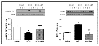 Western blot analysis of pAMPK(T172) and Hif-1α on bladder tissue protein extracts