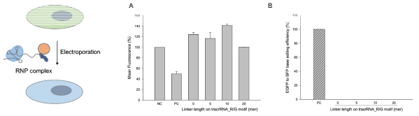 Extended sgRNA nCas9, dsRBD_ecTadA RNP 복합체를 주입한 조건. (A) FACS로 GFP형광 감소를 관찰. 평균 형광 세기를 나타낸 그래프. (B) NC대비 형광 감소율을 PC(positive control)값으로 normalization하여 나타낸 그래프. NC는 base editor 주입 없이 전기충격만 가한 세포에 대한 값, PC는 ABE7.10 플라스미드와 sgRNA를 주입한 세포에 대한 값