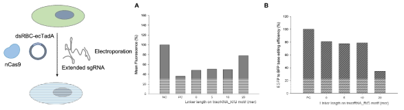 nCas9 단백질과 dsRBD_ecTadA 플라스미드, extended sgRNA를 주입한 조건. (A) FACS로 GFP형광 감소를 관찰. 평균 형광 세기를 나타낸 그래프. (B) NC대비 형광 감소율을 PC(positive control)값으로 normalization하여 나타낸 그래프. NC는 base editor 주입 없이 전기충격만 가한 세포에 대한 값, PC는 ABE7.10 플라스미드와 sgRNA를 주입한 세포에 대한 값