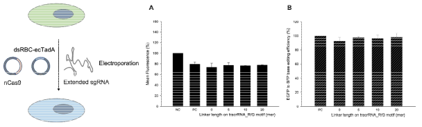 nCas9과 dsRBD_TadA 모두 플라스미드로 주입한 조건. (A) FACS로 GFP형광 감소를 관찰. 평균 형광 세기를 나타낸 그래프. (B) NC대비 형광 감소율을 PC(positive control)값으로 normalization하여 나타낸 그래프. NC는 base editor 주입 없이 전기충격만 가한 세포에 대한 값, PC는 ABE7.10 플라스미드와 sgRNA를 주입한 세포에 대한 값