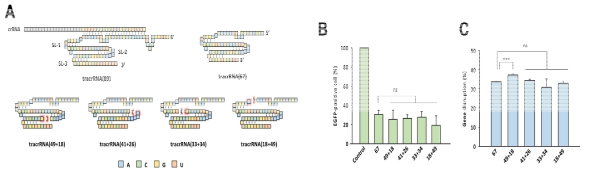 (A) Split-tracrRN 구조. (B) Split-tracrRNA/Cas9 복합체를 HeLa-EGFP 세포에 처리 했을 때, EGFP-positive 세포 비율 변화. (C) TIDE 분석을 통한 gene disruption 효율