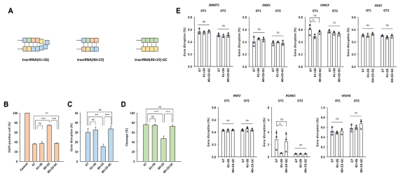 (A) TracrRNA(41+26), tracrRNA(40+23), tracrRNA(40+23)-GC 내 조각 부위 확대 모식 도. (B) Split-tracrRNA/Cas9 복합체를 HeLa-EGFP 세포에 처리 했을 때, EGFP-positive 세포 비율 변화. (C) TIDE 분석을 통한 gene disruption 효율. (D) In vitro DNA cleavage 효율. (E) HEK293세포에서 tracrRNA(40+23)-GC의 off-target activity