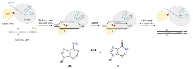 Adenosine base editor (ABE)의 작동 원리(상)와 ADA에 의한 아데노신에서 이노신으로의 변형 (하)