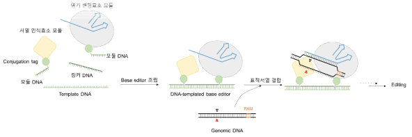 DNA-templated base editor의 구성 모식도(좌) 및 작동 원리(우)