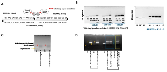 (A) DNA templated base editor 모식도. (B) Halotag ligand cross linker가 결합된 2종의 모듈 DNA 와 template DNA간의 duplex 형성조건 탐색. (C) 모듈DNA-효소단백질 conjugate 형성여부 확인. (D) DNA templated base editor (duplex) 형성 확인. 2종의 모듈 DNA-단백질 복합체와 template DNA와의 결합 여부 관찰