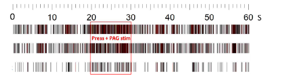 vlPAG 미세 전기 자극에 의한 내후복측핵 신경 응답 감소 (Raster plot)