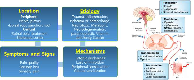 신경병증성 통증의 분류(좌)와 기전에 따른 약제의 선택(우)