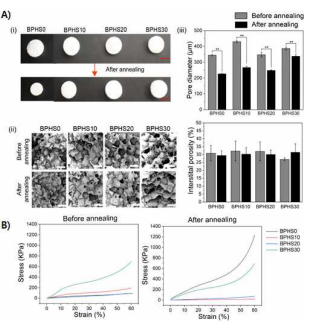 A) Salt-leaching으로 만들어진 hybrid 지지체 (scale bar: 4 mm). SEM으로 확인된 hybrid 지지체의 다공성 구조 (scale bar: 390 μm). Annealing 전후 다공도 및 pore 직경 크기. B) Annealing 전후 기계적 물성 변화