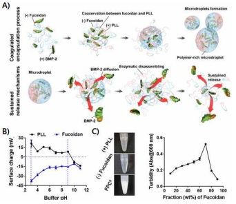 Fucoidan과 PLL을 이용한 coacervate microcapsule 형성과 BMP-2 탑재 방법의 모식도. B) pH 환경에 따른 fucoidan과 PLL의 surface charge. C) Coacervation 형성에 따른 turbidity 현상과 turbidity 측정을 통한 최상의 fucoidan:PLL 비율 측정의 예