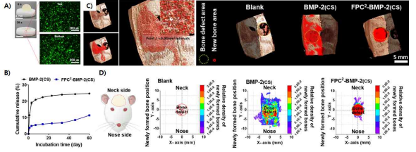 A) Coacervate의 wetting 성질로 의해 콜라겐 스펀지에 빠르고 homogeneous 하게 코팅 가 능한 coacervate. B) 단순하게 BMP-2 용액에 적셔진 콜라겐 스펀지와 coacervate에 탑재된 BMP-2 가 코팅된 콜라겐 스펀지의 release profile. C) Calvarial defect 모델을 이용한 골 재생 능력 평가 방 법의 모식도. D) Control, 단순하게 BMP-2 용액에 적셔진 콜라겐 스펀지, coacervate에 탑재된 BMP-2 코팅된 콜라겐 스펀지의 뼈 재생 능력평가 결과