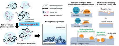 상반되는 전해질을 가진 고분자들이 정전기적 평형을 이루어 coacervation 현상으로 microcapsule이 만들어지는 모식도 (좌). Coacervate의 낮은 표면장력에 의한 높은 표면코틴 능력 (우)