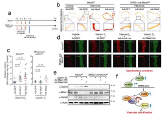 MSX1와 MSX2 아데노바이러스 를 MDM2 유전자 적중 쥐에 각각 접종하였을 때 혈관 석회화 차단 됨. 즉 MSX1/2는 MDM2를 경유하여 혈 관 석회화를 촉진함