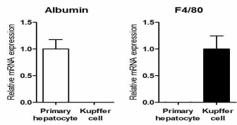 Primary hepatocyte와 Kupffer cell 마커 발현 확인