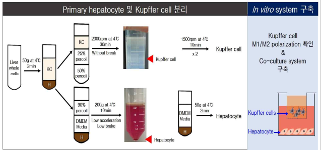 마우스 간으로부터 Primary hepatocyte 및 Kupffer cell 동시 분리 과정 및 in vitro system 구축 과정