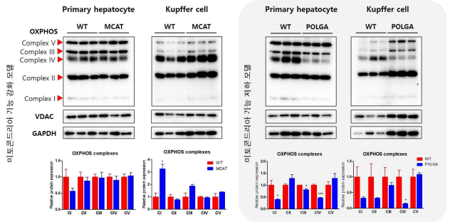 미토콘드리아 가능 증감모델에서 분리한 primary hepatocyte와 kupffer cell의 OXPHOS complex들의 발현 비교