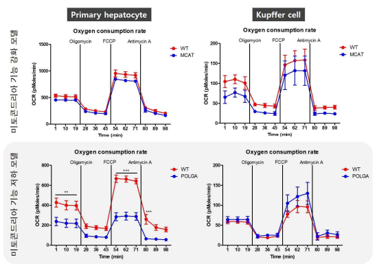 미토콘드리아 가능 증감모델에서 분리한 primary hepatocyte와 kupffer cell의 기질 산화능 측정