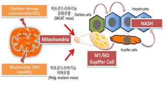 미토콘드리아 기능변화에 따른 Kupffer cell과 비알코올성지방간염 발생모식도