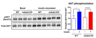 근육조직(GAS)에서의 insulin signaling