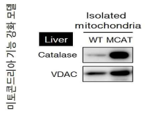 미토콘드리아 분획에서의 catalase및 VDAC 발현 비교