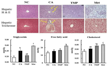 Effects of TMP supplementation as a protein source for 6 weeks on heaptic histology and lipid contents in db/db mice. Representative photomicrographs of the livers are shown at 200× magnification. The values are expressed as mean±SE (n=7). Values do not share a common letter (a, b, c) are significantly different among the groups using one-way ANOVA and Tukey’s poat hoc test at p <0.05. NC, db/+ mice fed casein (non-diabetic control); CA, db/db mice fed casein; TMP, db/db mice fed fermented mealworm extract; Met, db/db mice fed casein with 0.5% metformin