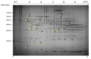 Two-dimensional eldectrophoresis of protein in liver and db/+ or db/db mice fed diets containing CA and TMP as protein source. The 2-D PAGE image from the liver was used as a master gel and reference map. The hyperglycemia cuased 23 spots to change. The protein spots were identified by MALDI-TOF(arrow) and marked by their sopt number. pI, isoelectric point