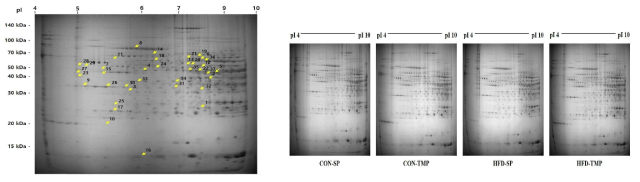 Two-dimensional electrophoresis of proteins in the liver. The 2-D PAGE image from the liver was used as a master gel and reference map. The HFD caused 37 spots to change. The protein spots were identified by MALDI-TOF (arrow) and are marked by their spot numbers. pI, isoelectric point