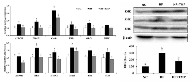 mRNA levels and KHK protein expression in the liver. The values are expressed as the means ± S.E. The protein expression level of KHK was measured by Western blotting (right). GAPDH and β-actin were used as the loading control for mRAN and protein, respectively