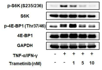 Trametinib의 mTORC1 억제 작용 (Western blotting)