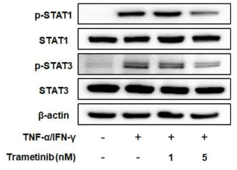 Trametinib의 STAT1, STAT3 억제 작용 (Western blotting)