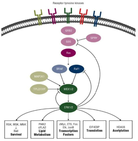 MEK-ERK pathway