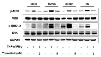 Tametinib의 MEK-ERK 억제효과