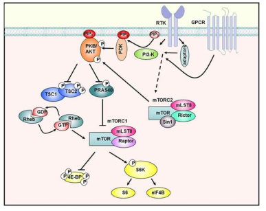 mTOR signaling