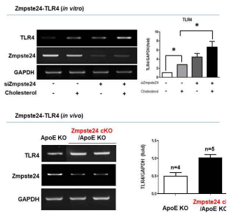 Zmpste24에 의한 TLR4 발현 조절