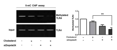 Zmpste24에 의한 TLR4 DNA 메틸화 감소