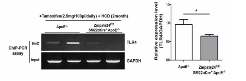 혈관노화 동맥경화마우스에서 TLR4 DNA 메틸화 분석