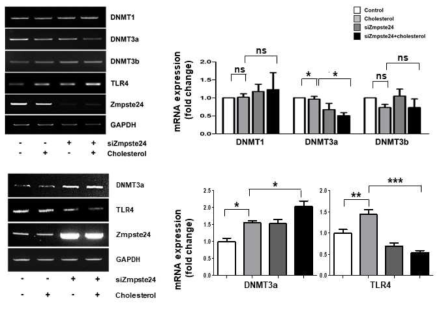 zmpste24에 의해 조절되는 DNMT3a 발현 분석