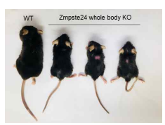 본 연구팀이 보유한 전신에 Zmpste24 유전자가 결손된 마우스. 조기 노화가 유발되어 수 명이 평균 25주 이내 로 관찰됨