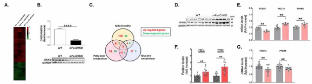 Dox-mFOXO1 KO 연관 마이오카인 및 대사 조절 인자 발굴