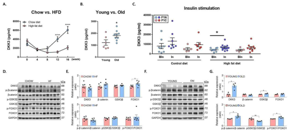 비만 및 노화 생쥐 모델에서 DKK3와 연관 인자의 발현