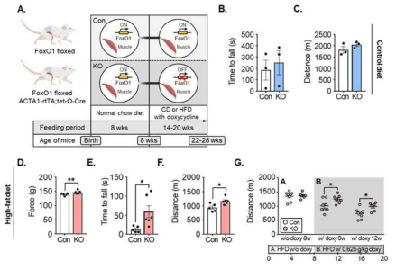 비만 상태에서 Dox-mFOXO1 KO에 의한 운동 능력 향상