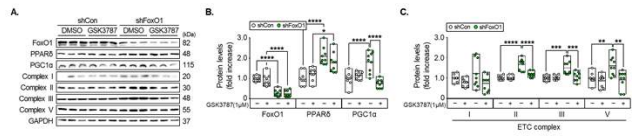 FOXO1 발현 억제 세포에서 PPARδ 억제에 따른 미토콘드리아 단백질 변화