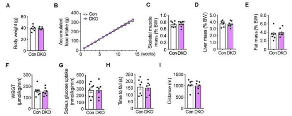 Dox-mFOXO1/PPARδ DKO 생쥐의 몸무게 및 식이섭취량과 조직 무게, 인슐린 민감도, 운동 능력
