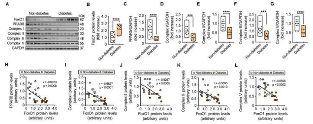 인체 골격근에서 FOXO1과 PPARδ, 미토콘드리아 단백질의 상관관계